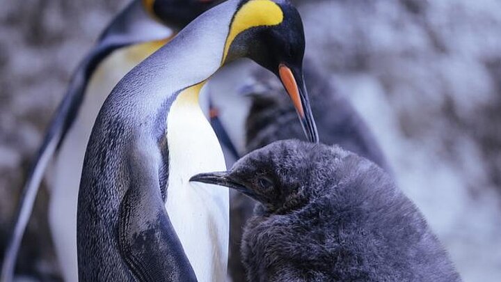Ein Königspinguin im Tierpark Hellabrunn 