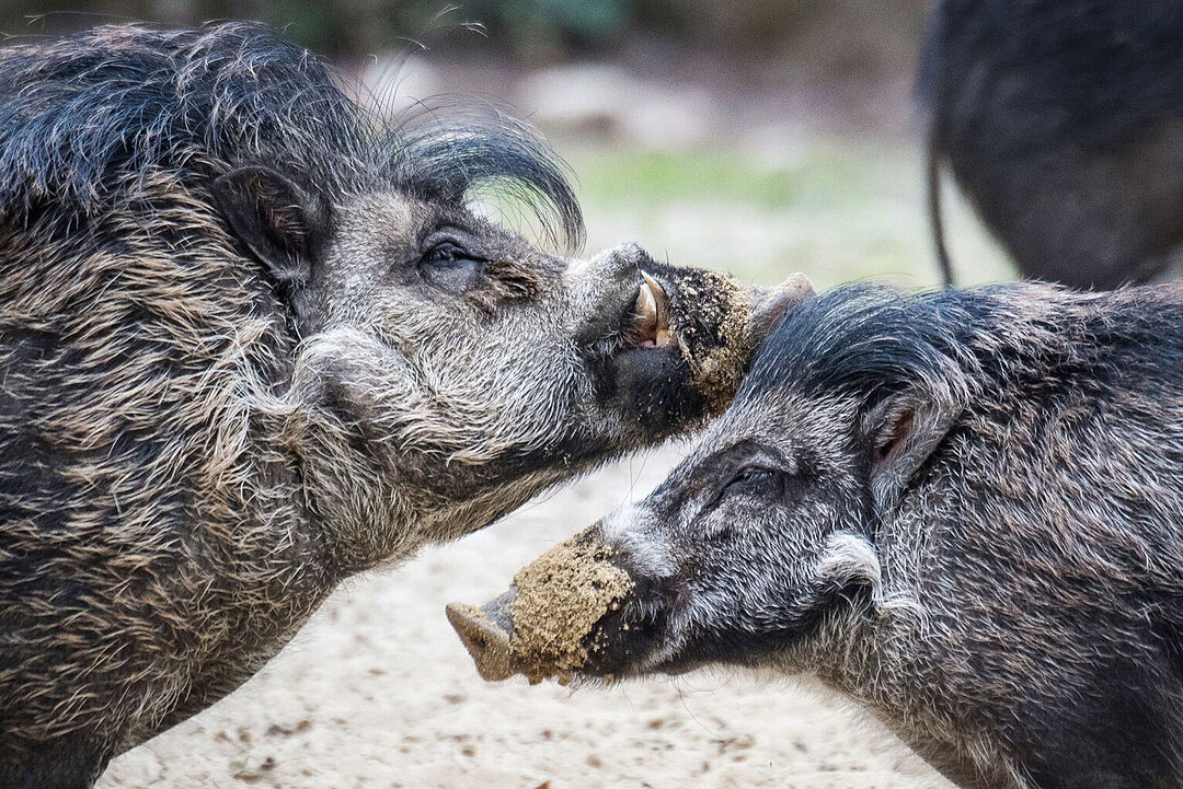 Zwei Visayas-Pustelschweine beschnüffeln sich.