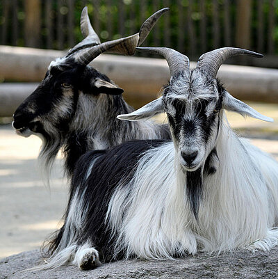 Zwei Bulgarenziegen im Tierpark Hellabrunn sitzen nebeneinaner. 