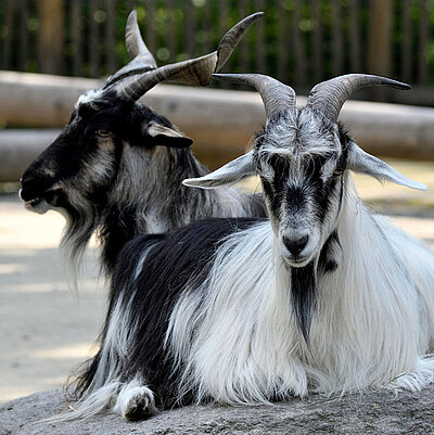 Two Bulgarian goats in the zoo Hellabrunn sit next to each other. 