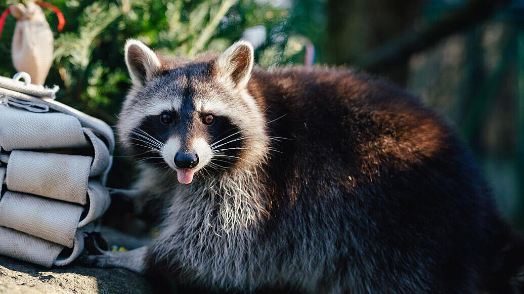 Ein Waschbär mit Tannenbaum im Hintergrund
