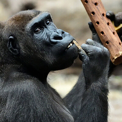 Ein westlicher Flachlandgorilla stochert aus einem Futterrohr nach Essen und blickt dabei in die Kamera.