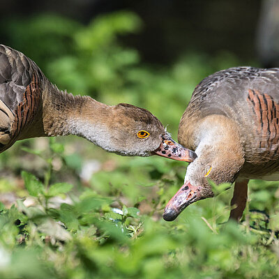 Auf dem Bild sieht man zwei Enten, die einander das Gefieder pflegen.