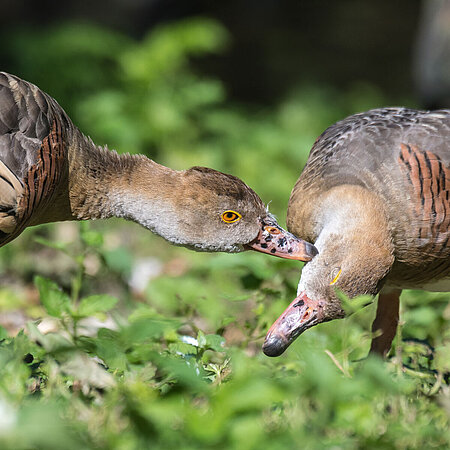 Auf dem Bild sieht man zwei Enten, die einander das Gefieder pflegen.