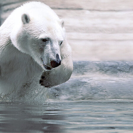 [Translate to English:] Der Eisbär, der aus dem Wasser springt, steht für den Förderkreis Hellabrunns.