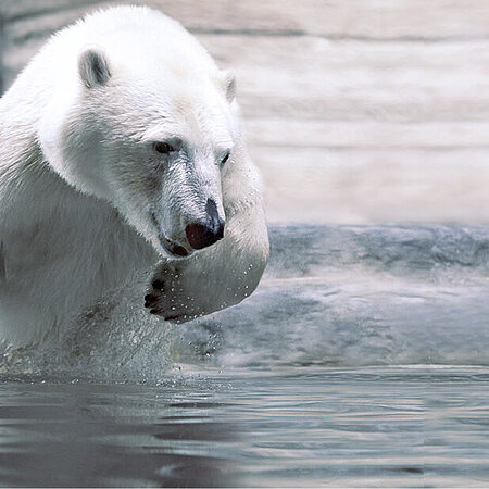 Förderkreis Eisbär Der Eisbäre, der aus Wasser springt, steht für den Förderkreis Hellabrunns.