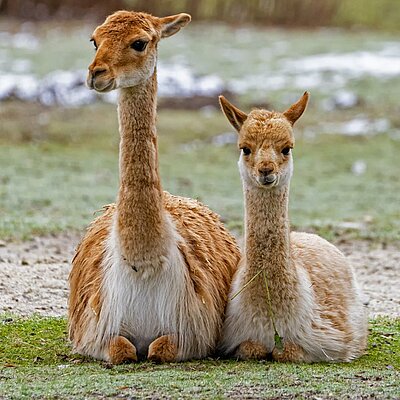 Ein junges und ein erwachsenes Vikunja liegen nebeneinander und gucken in die Kamera.