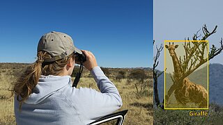 Biologin beobachtet Giraffe
