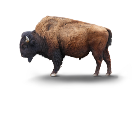The picture shows a standing forest bison from the side.