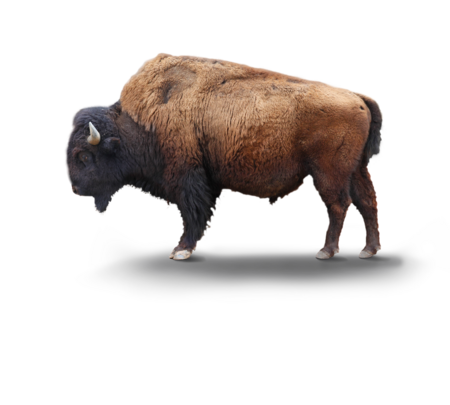 wood bison The picture shows a standing forest bison from the side.