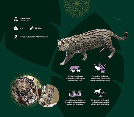 Eine Grafik zu der Fischkatze mit verschiedenen textlichen Informationen, ergänzt um Piktogramme