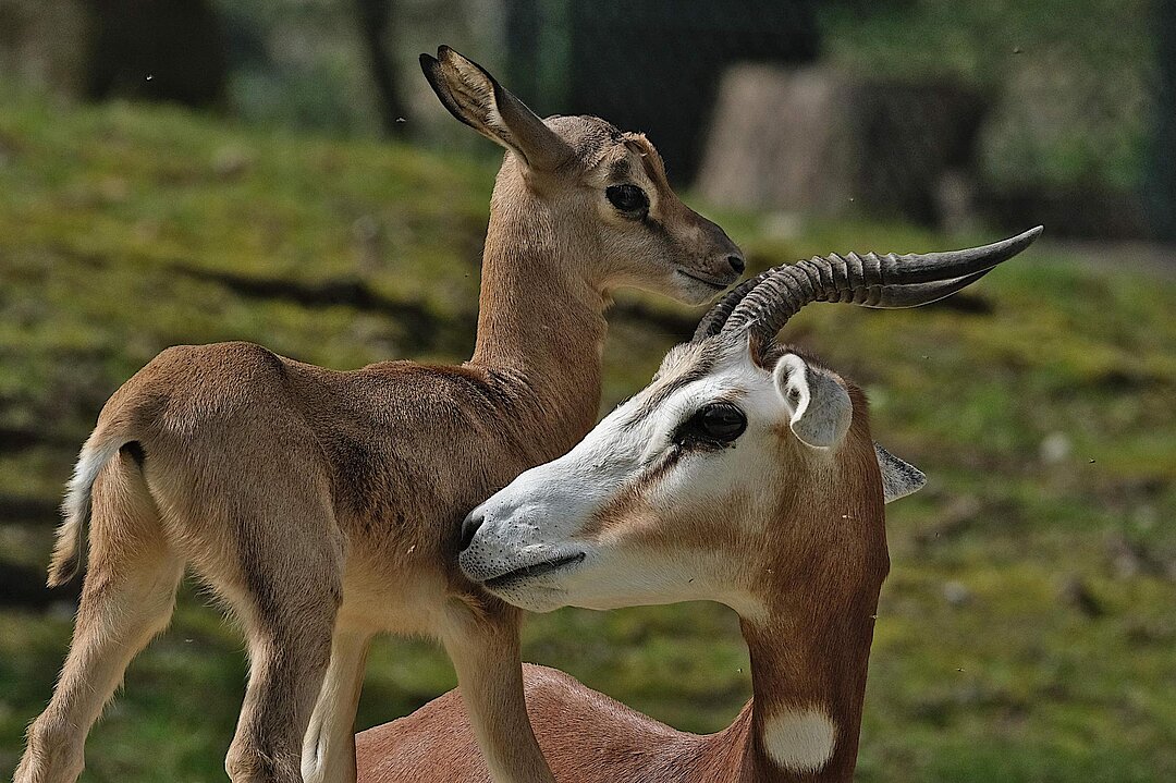 Ein Mhorrgazelle mit Jungtier