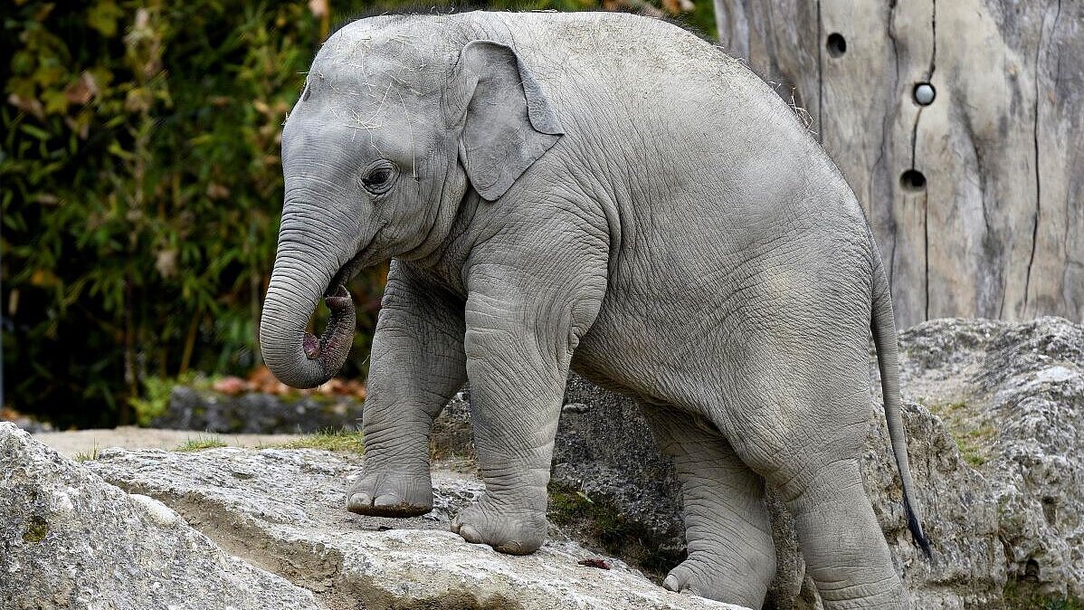Elefantenbulle Otto im Tierpark Hellabrunn 