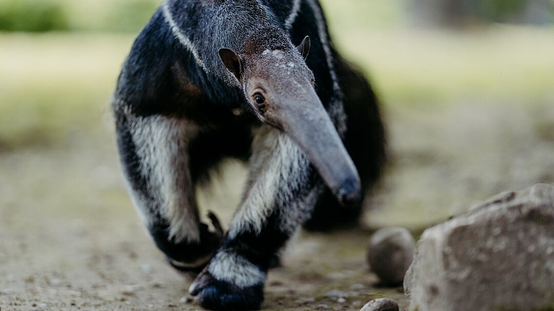 Ameisenbär in Hellabrunn 