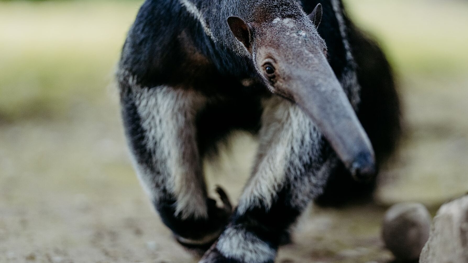 Großer Ameisenbär in Hellabrunn