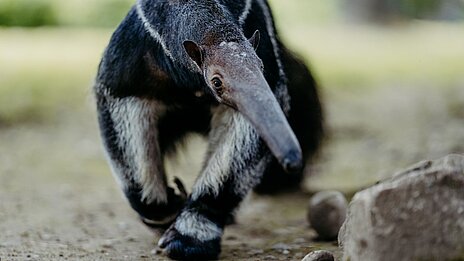 Ameisenbär in Hellabrunn 