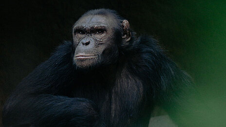 The new chimpanzee Jambo