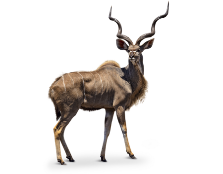 Ein großer Kudu von der Seite.