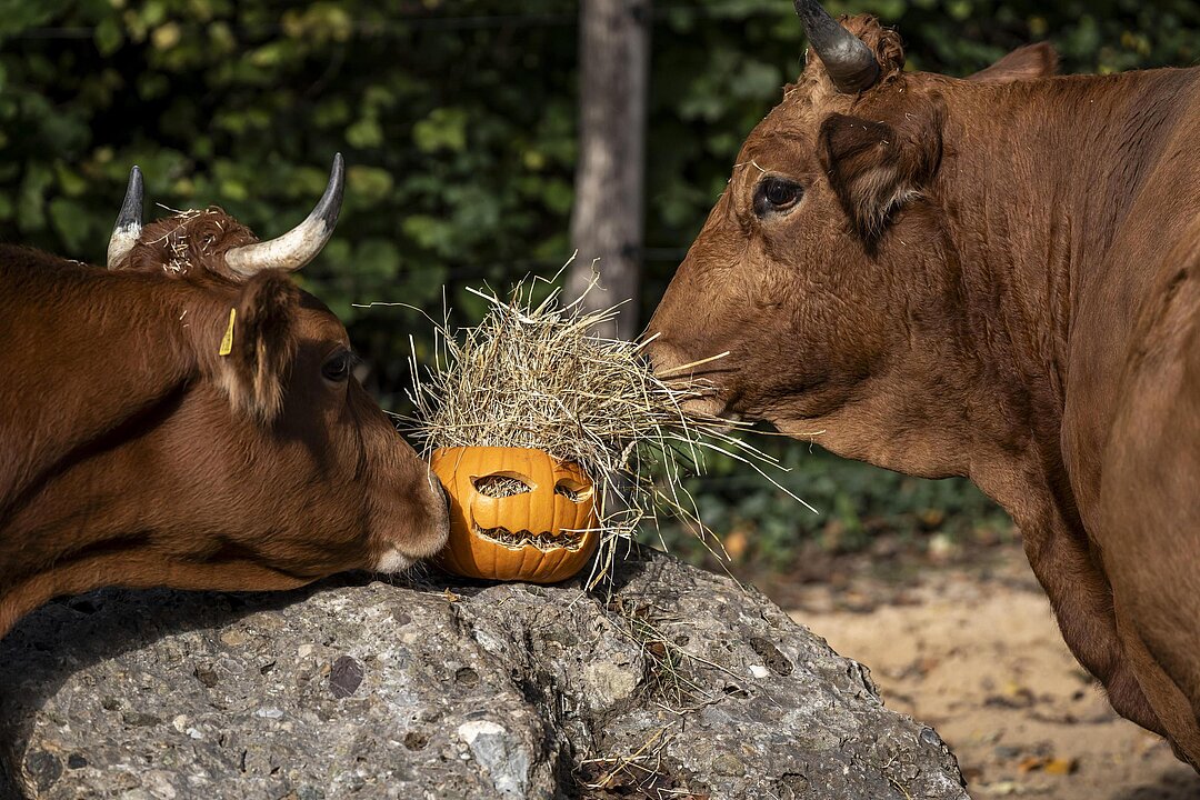 Murnau Werdenfelser Rinder mit Kürbis
