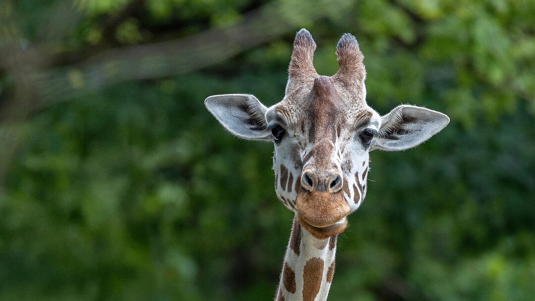 Eine Netzgiraffe blickt in die Kamera, es sind nur Hals und Kopf zu sehen.