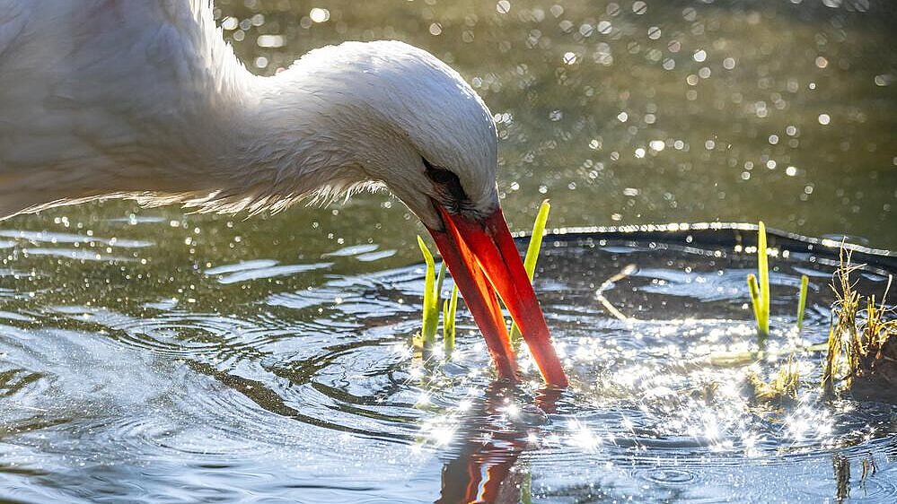 Weissstorch im Tierpark Hellabrunn