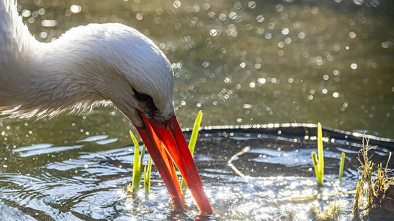 Weissstorch im Tierpark Hellabrunn