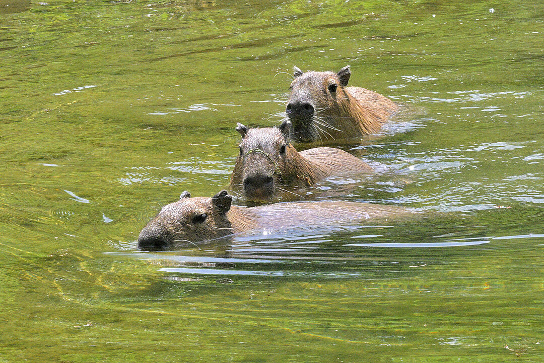 Capybaras sind im Wasser