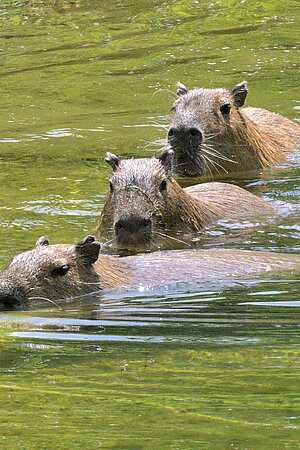 Capybaras sind im Wasser