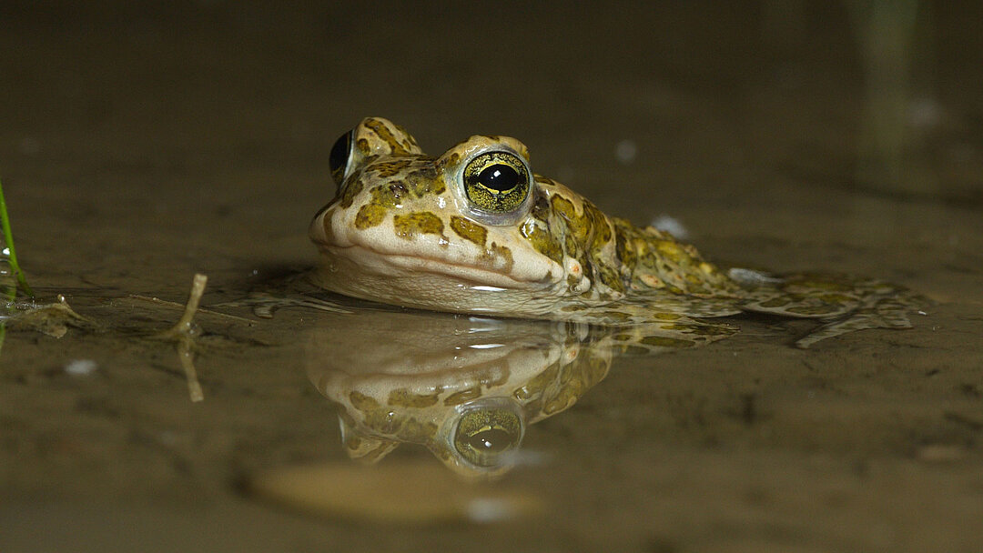 Eine Wechselkröte Eine bräunliche Wechselkröte ist im Wasser, nur der Kopf befindet sich oberhalb der Wasserfläche.