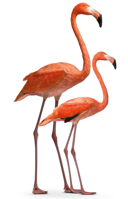 Das Bild zeigt zwei rosa Flamingos die beide im Profil stehen.
