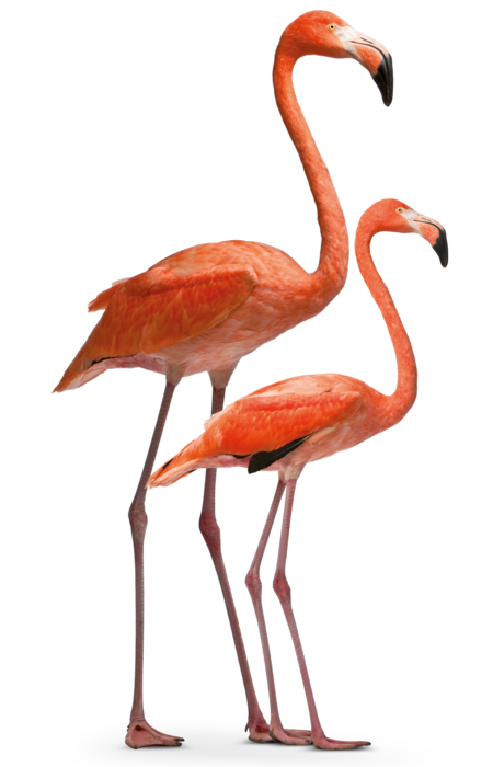 rosa-flamingo-tierpark-hellabrunn-tierlexikon-welt-der-voegel Das Bild zeigt zwei rosa Flamingos die beide im Profil stehen.
