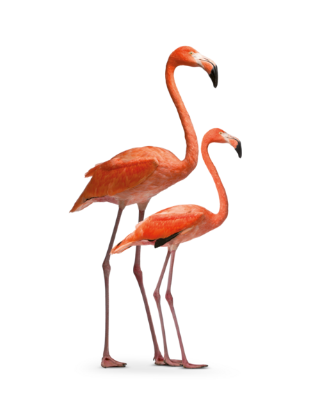 The picture shows two Greater Flamingos both standing in profile.