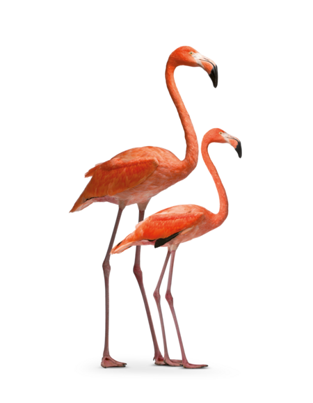 rosa-flamingo-tierpark-hellabrunn-tierlexikon-welt-der-voegel The picture shows two Greater Flamingos both standing in profile.
