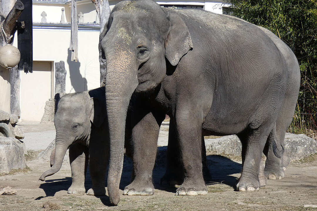 Elefant Otto mit seiner Mutter Temi auf der Außenanlage.