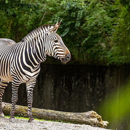 Ein Zebra steht auf der Außenanlage und blickt aufmerksam nach rechts.