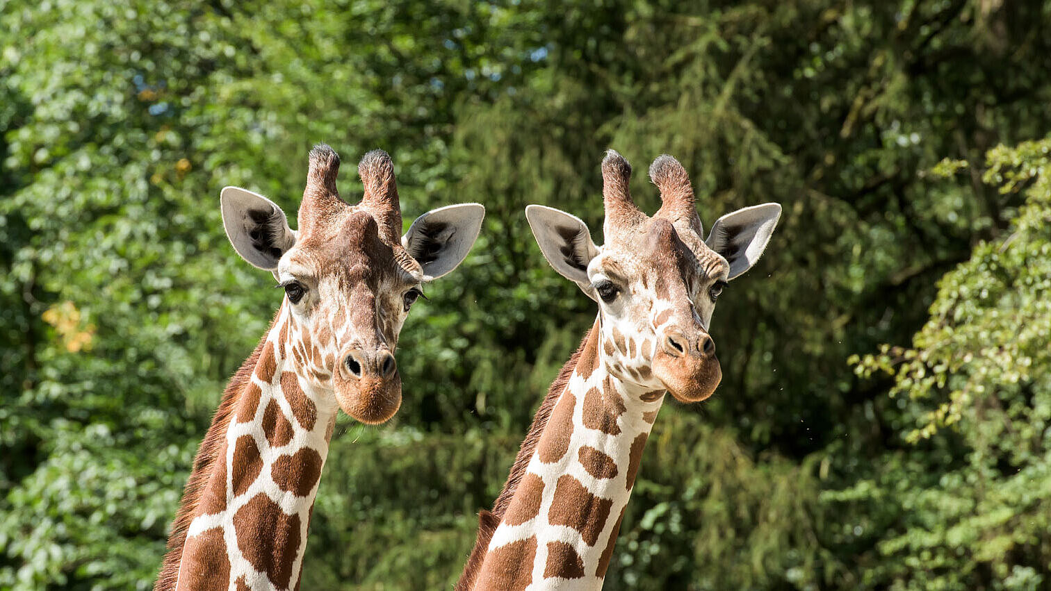 Zwei Giraffendamen