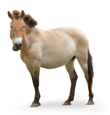 The picture shows a Przewalski's horse. The body is turned to the side and its head is looking towards the camera.