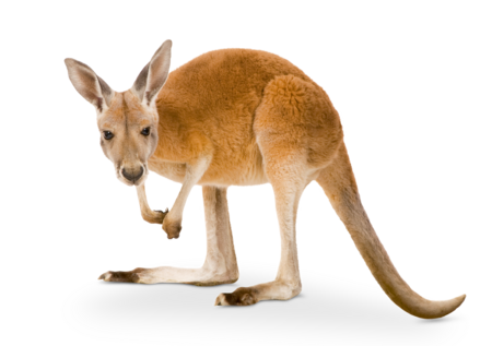 A red giant kangaroo.