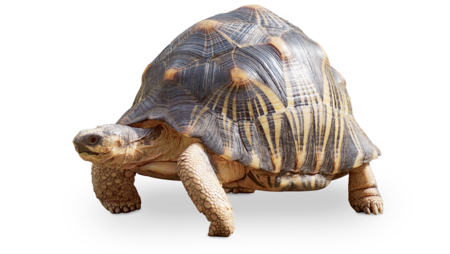 Madagascar Radiation Tortoise The picture shows a standing Radiated tortoise.