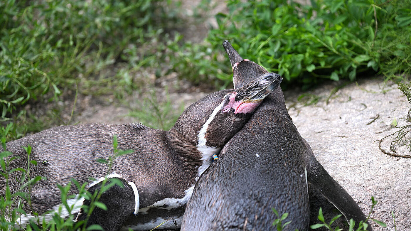 Zwei Humboldtpinguine