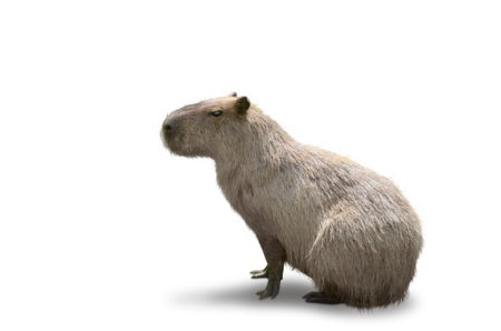 A capybara.