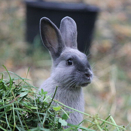 Why Do Rabbits Have Different Colored Eyes?