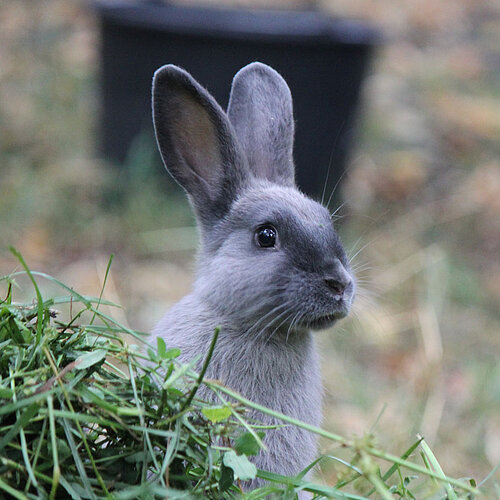 American sable rabbit - Tierpark Hellabrunn
