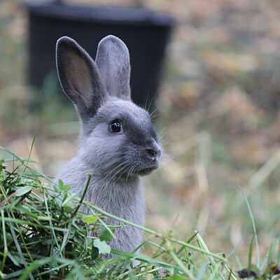Ein Marderkaninchen guckt hinter einem Büschel Gras hervor.