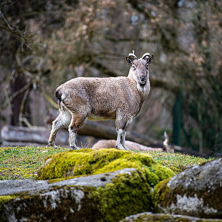 A Markhor stands on a hill in the zoo Hellabrunn and looks into the camera.