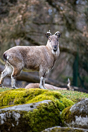 Ein Markhor steht auf einer Anhöhe im Tierpark Hellabrunn und schaut in die Kamera.