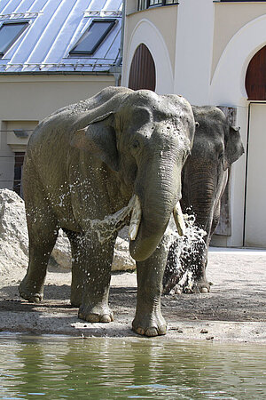 Ein Elefantenbulle vor dem Elefantenhaus steht halb im Wasser.