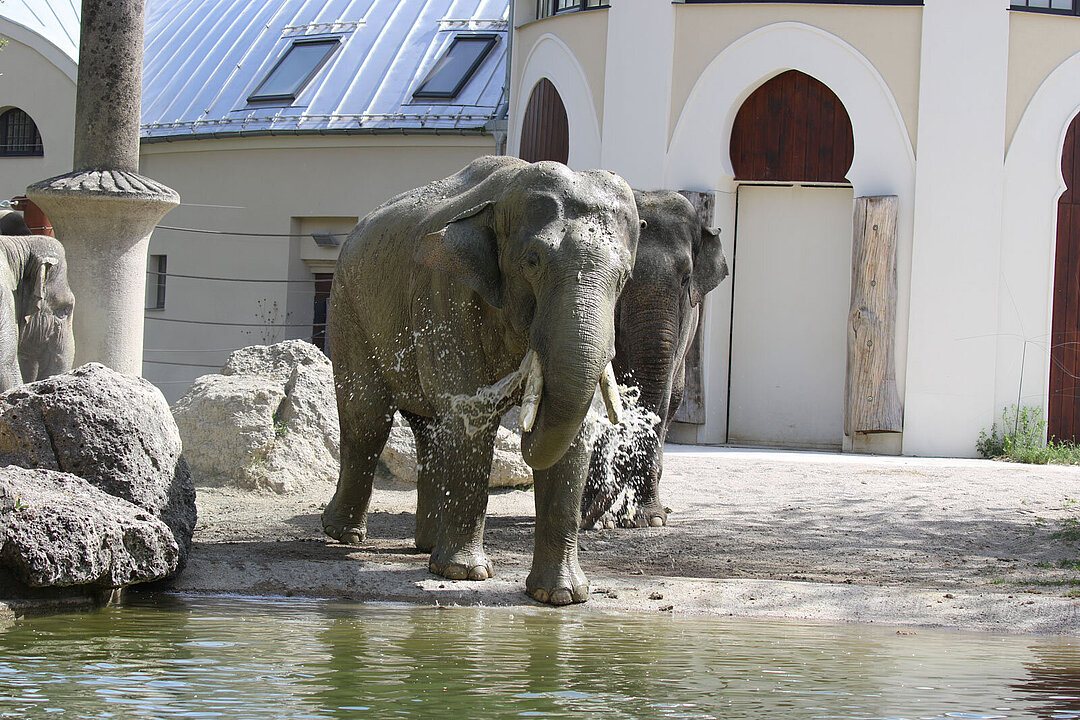 Der Elefantenbulle Gajendra geht Richtung Wasserbucht.