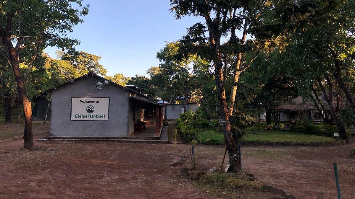 Chimfunshi Artenschutzprojekt Schimpanse