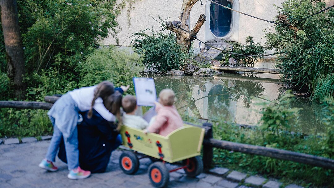Sommer-Quizrallye im Tierpark Hellabrunn Drei Kinder sowie eine Mutter beobachten die Kattas, zwei Kinder sitzen in einem grünen Bollerwagen.